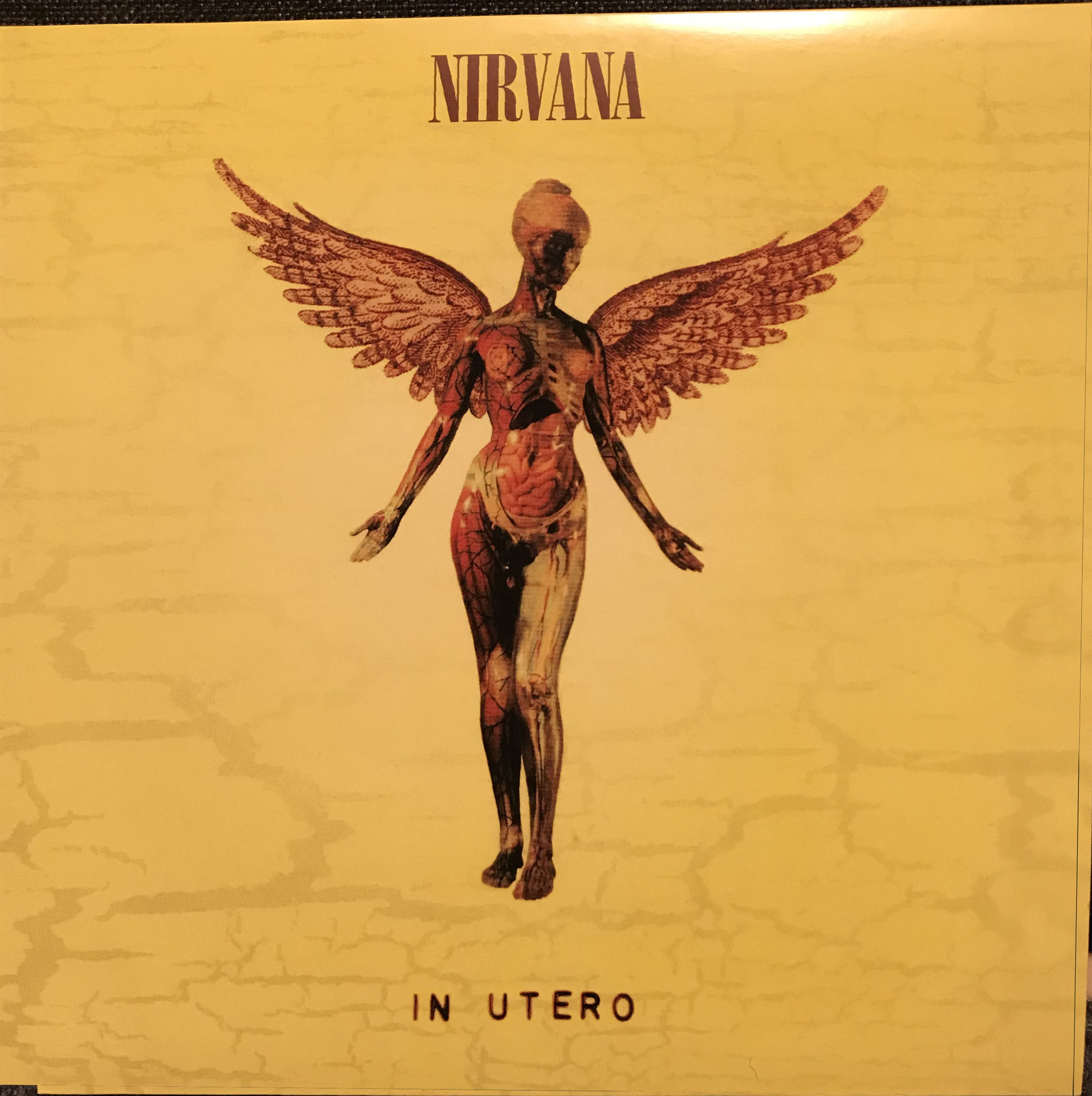 Cover image for album 'in utero"